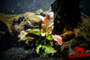 Cryptocoryne Pink Flamingo - Superior Shrimp & Aquatics