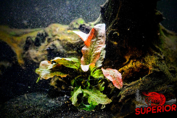 Cryptocoryne Pink Flamingo - Superior Shrimp & Aquatics