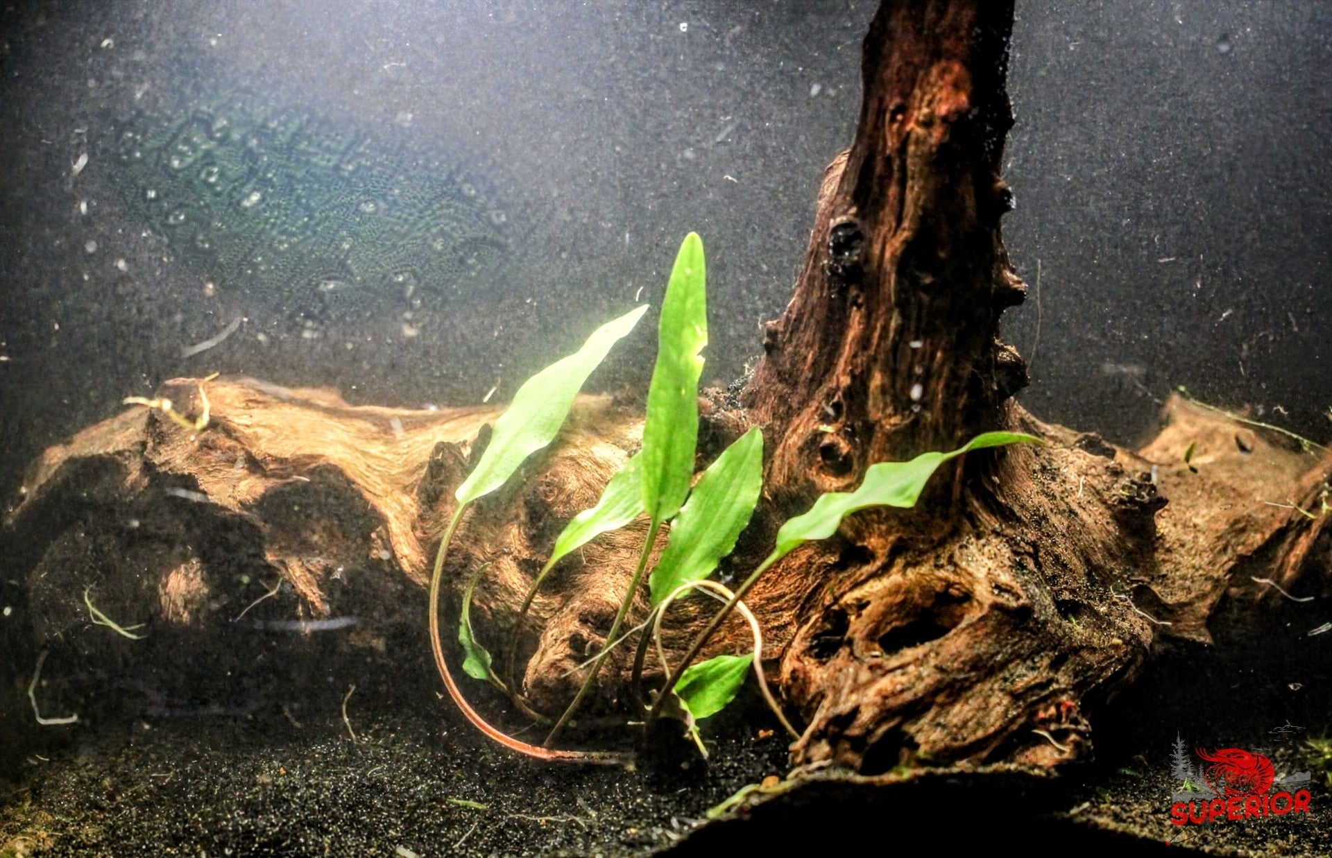 Cryptocoryne Spiralis | Aquatic Plants – Superior Shrimp & Aquatics