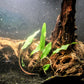 Cryptocoryne Spiralis - Superior Shrimp & Aquatics