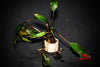 Cryptocoryne Wendtii Bronze (Undulata) - Superior Shrimp & Aquatics