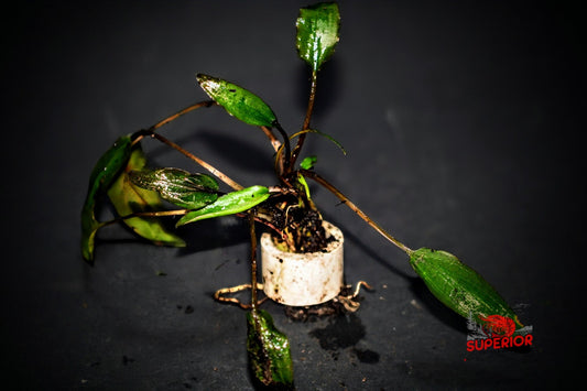Cryptocoryne Wendtii Bronze (Undulata) - Superior Shrimp & Aquatics