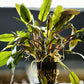 Cryptocoryne Wendtii Bronze (Undulata) - Superior Shrimp & Aquatics