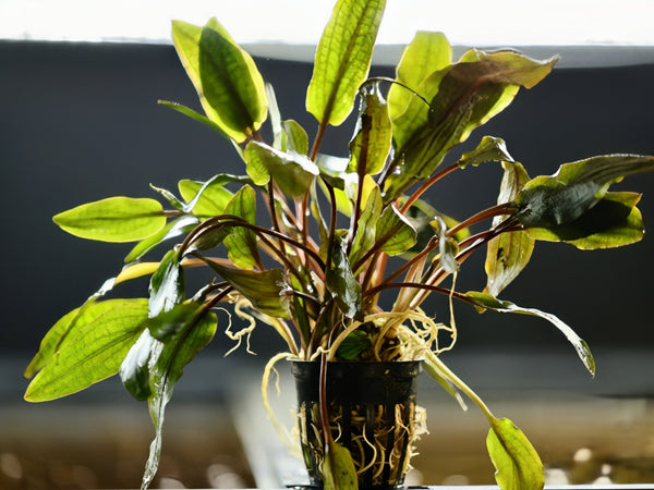 Cryptocoryne Wendtii Bronze (Undulata) - Superior Shrimp & Aquatics