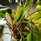 Cryptocoryne Wendtii Bronze (Undulata) - Superior Shrimp & Aquatics
