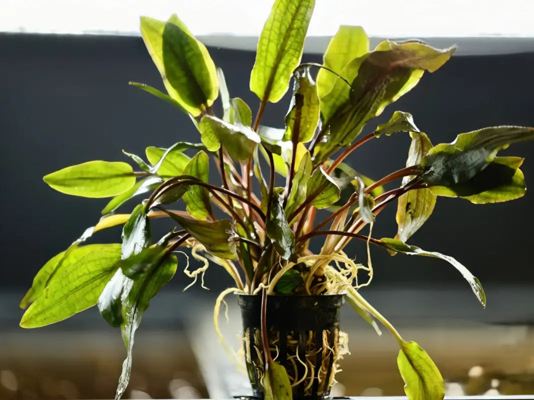 Cryptocoryne Wendtii Bronze (Undulata) - Superior Shrimp & Aquatics