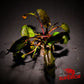 Cryptocoryne Wendtii Red (Undulata) - Superior Shrimp & Aquatics