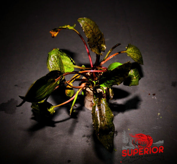 Cryptocoryne Wendtii Red (Undulata) - Superior Shrimp & Aquatics