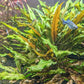 Cryptocoryne Wendtii (Undulata) - Superior Shrimp & Aquatics