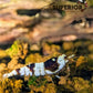 Crystal Black (CBS) Shrimp - Superior Shrimp & Aquatics