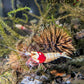 Crystal Red (CRS) Shrimp - Superior Shrimp & Aquatics