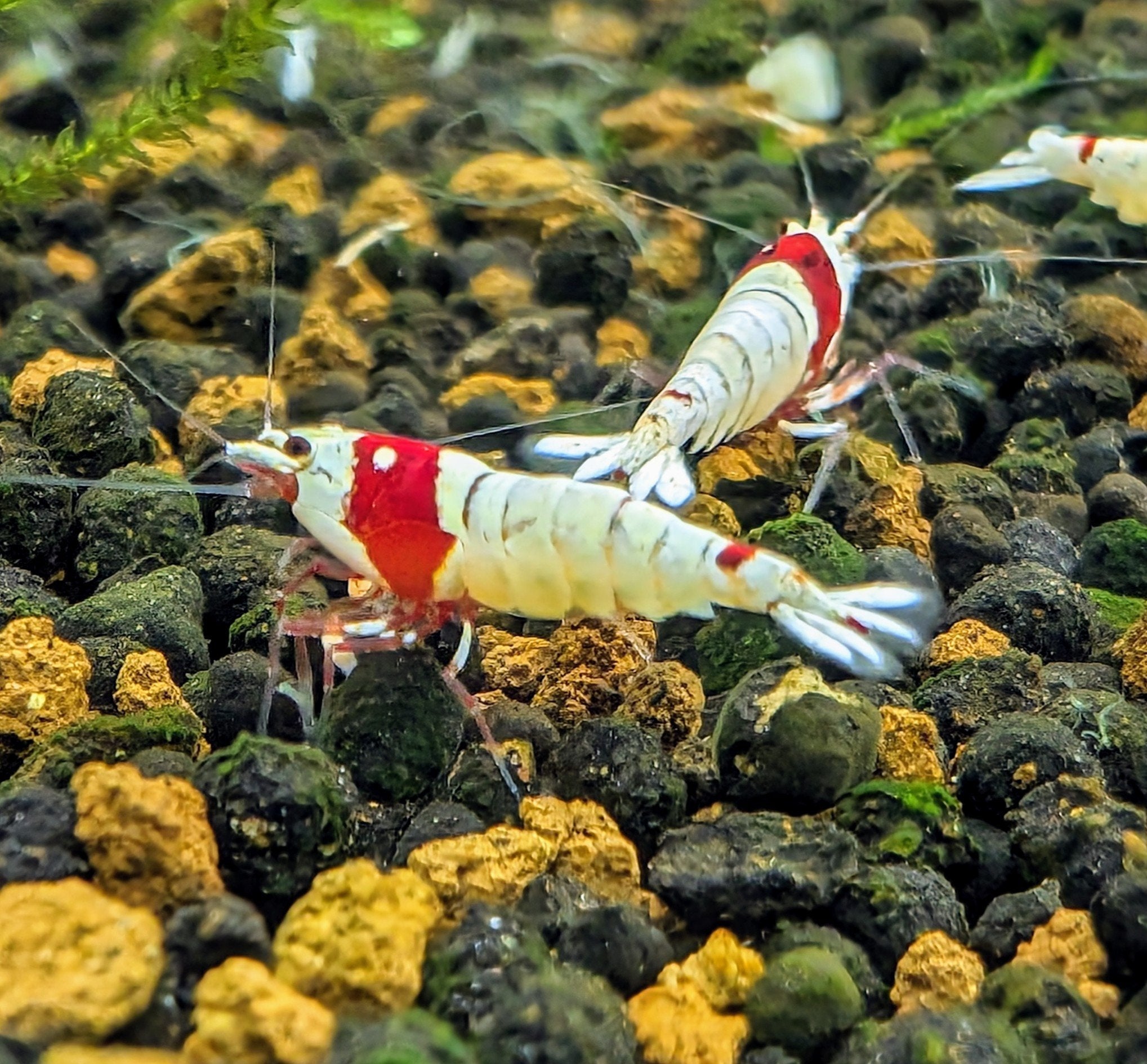 Crystal Red (CRS) Shrimp | Caridina Freshwater Aquarium – Superior