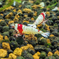 Crystal Red (CRS) Shrimp - Superior Shrimp & Aquatics