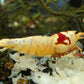 Crystal Red (CRS) Shrimp - Superior Shrimp & Aquatics