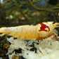 Crystal Red (CRS) Shrimp - Superior Shrimp & Aquatics