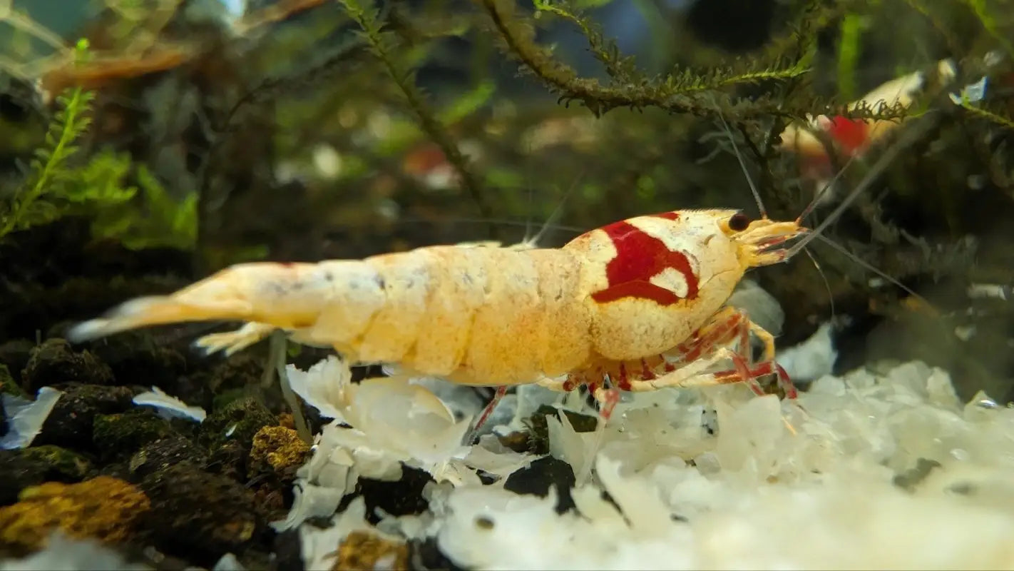 Crystal Red (CRS) Shrimp | Caridina Freshwater Aquarium – Superior