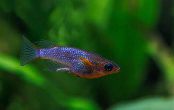 Daisy’s Rice Fish (Oryzias woworae)