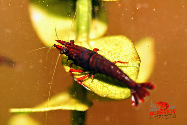 Dark Bloody Mary - Superior Shrimp & Aquatics