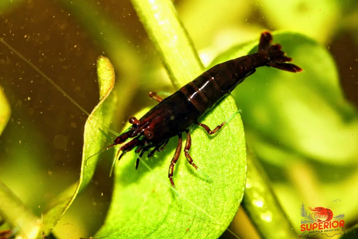Dark Bloody Mary - Superior Shrimp & Aquatics