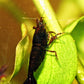 Dark Bloody Mary - Superior Shrimp & Aquatics