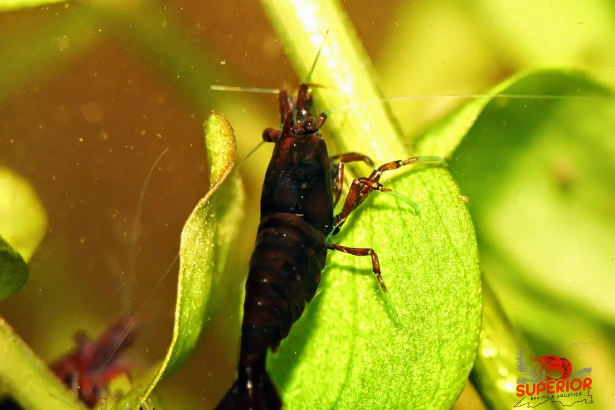 Dark Bloody Mary - Superior Shrimp & Aquatics