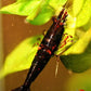 Dark Bloody Mary - Superior Shrimp & Aquatics