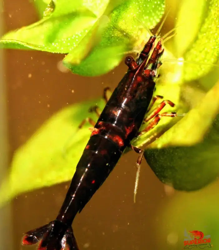 Dark Bloody Mary - Superior Shrimp & Aquatics