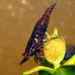 Dark Bloody Mary - Superior Shrimp & Aquatics