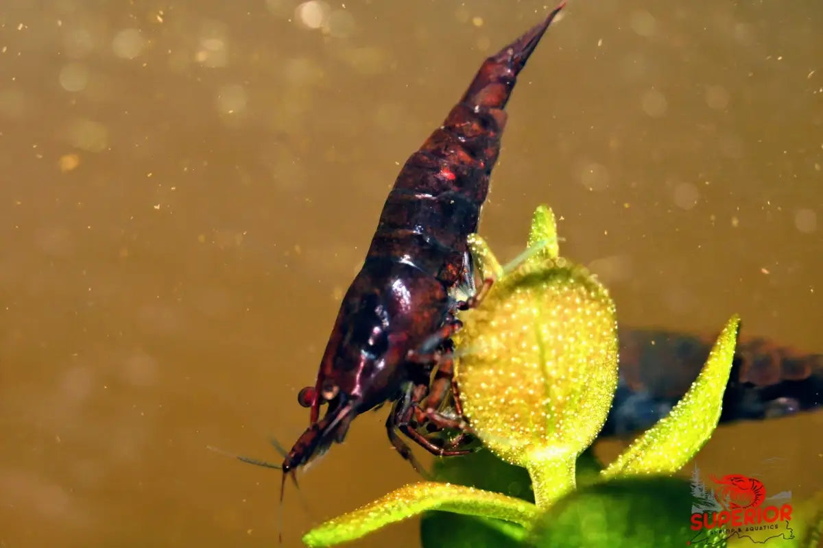 Dark Bloody Mary - Superior Shrimp & Aquatics