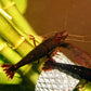 Dark Bloody Mary - Superior Shrimp & Aquatics