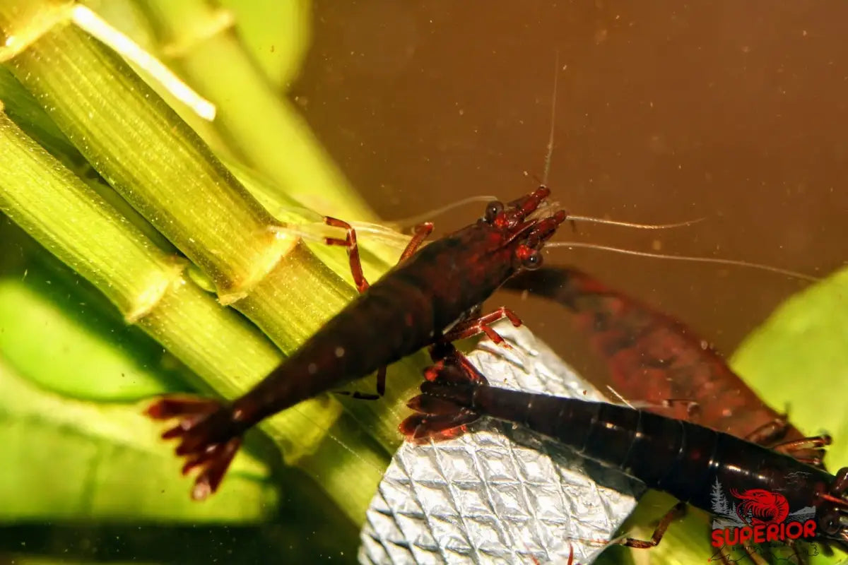 Dark Bloody Mary - Superior Shrimp & Aquatics
