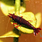 Dark Bloody Mary - Superior Shrimp & Aquatics