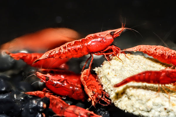 Dark Fire Red W/ Backline Cherry - Superior Shrimp & Aquatics