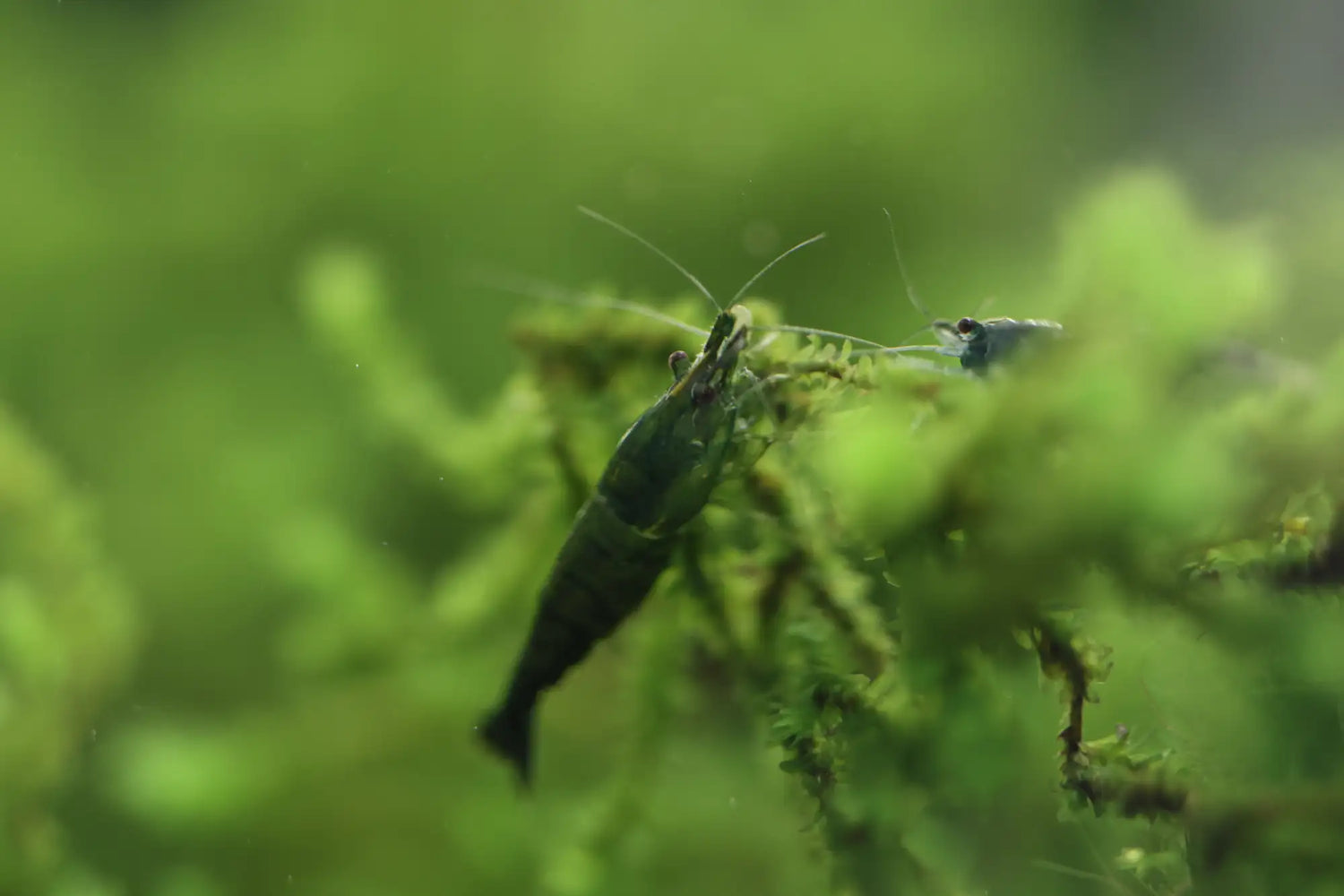 A dark green, slender shrimp with long antennae perched delicately on mossy aquatic plants.
