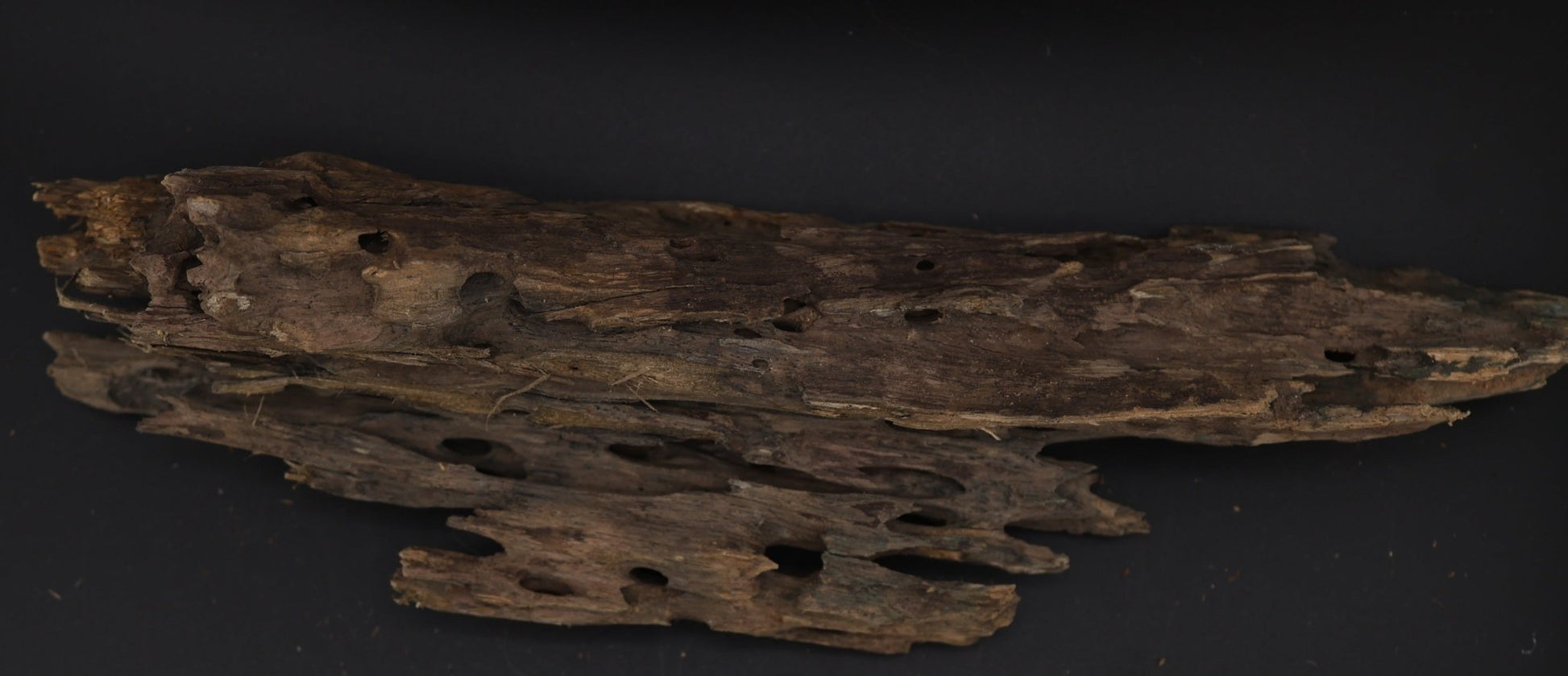 Dragon Wood - Superior Shrimp & Aquatics