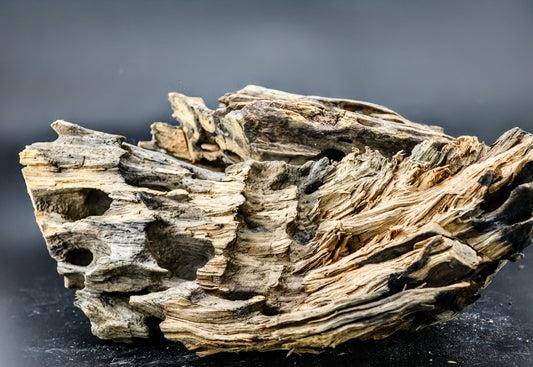 Dragon Wood - Superior Shrimp & Aquatics