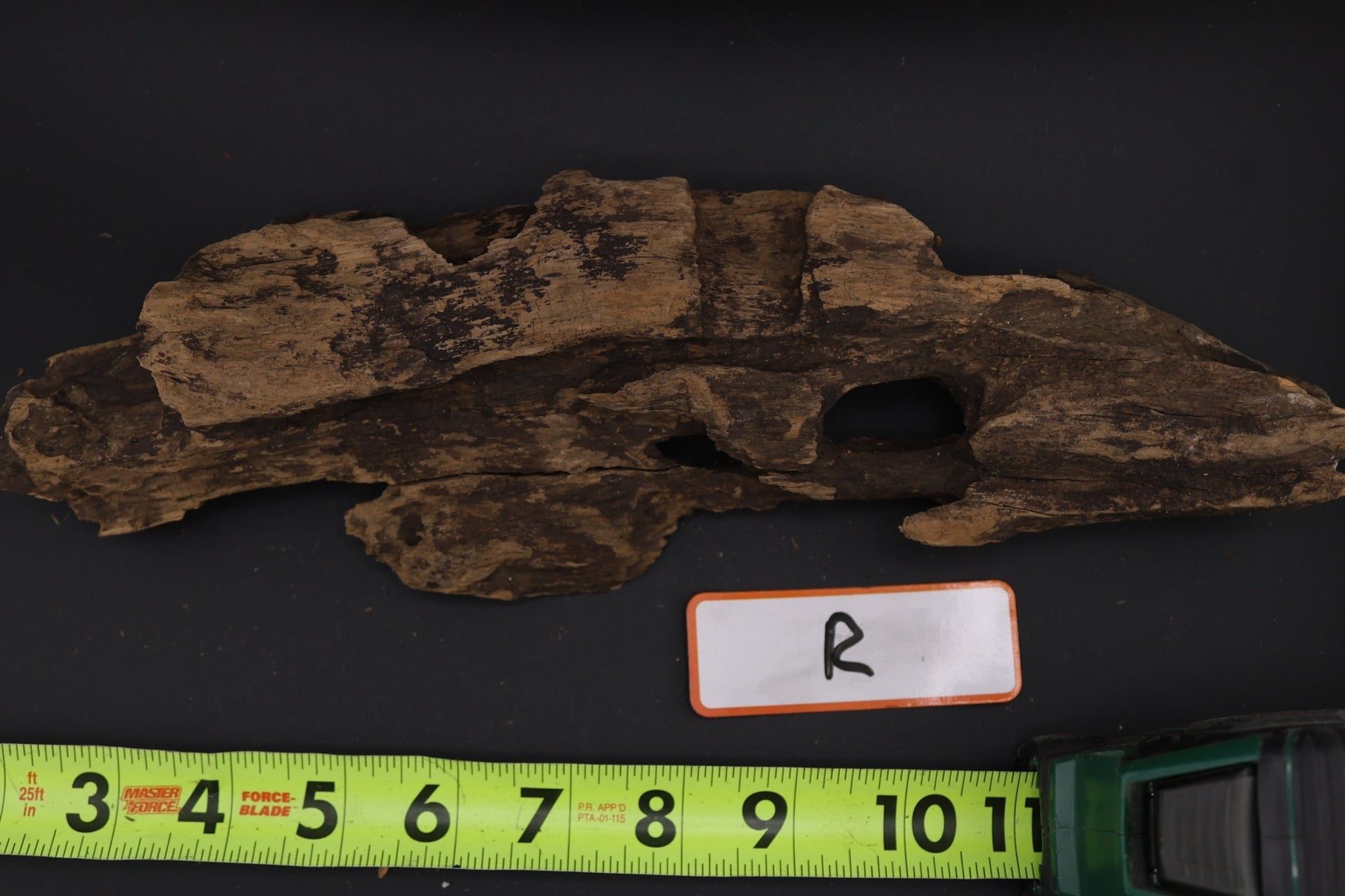 Dragon Wood - Superior Shrimp & Aquatics