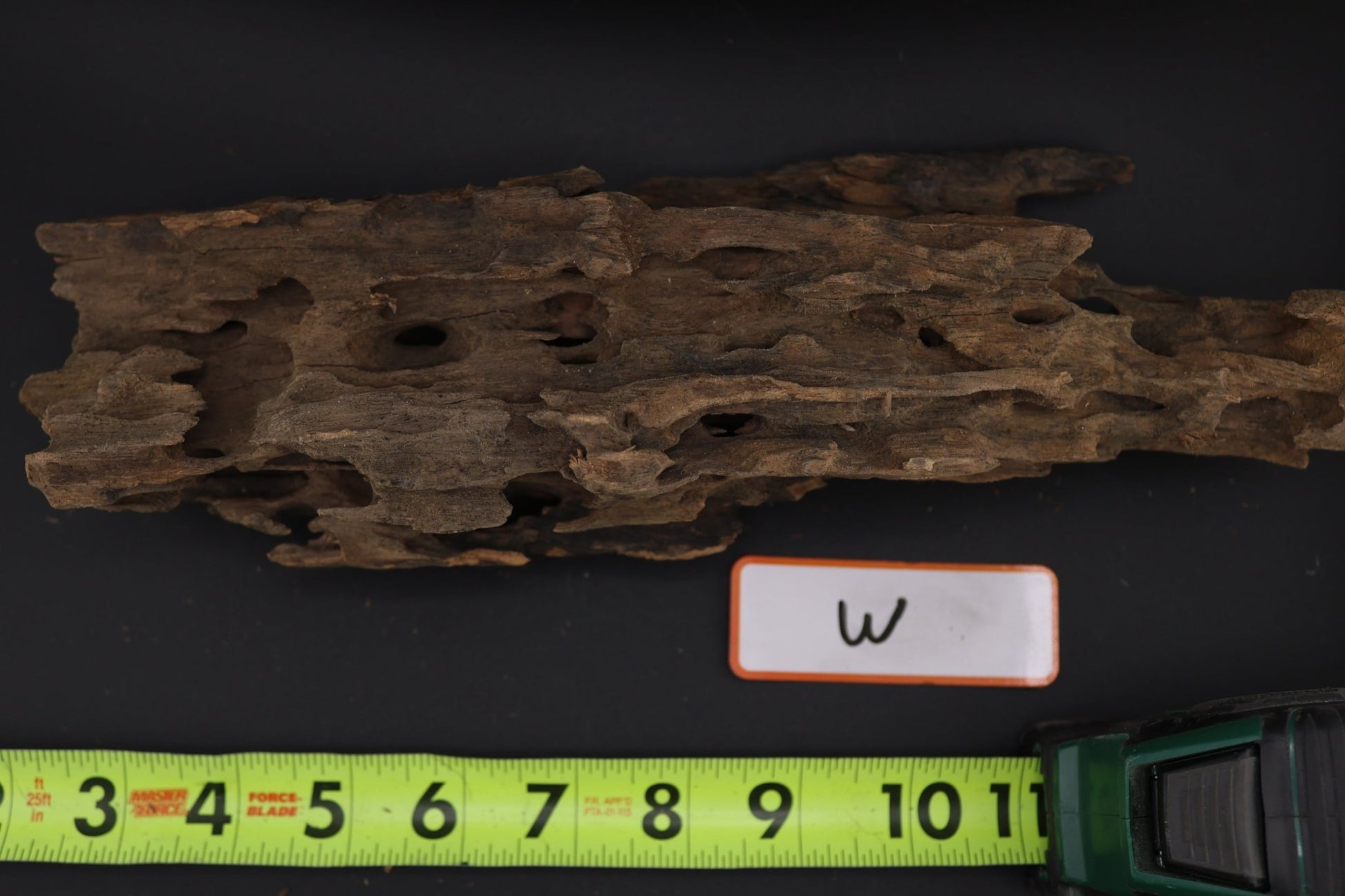 Dragon Wood - Superior Shrimp & Aquatics