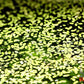 Duckweed (Lemna minor) - Superior Shrimp & Aquatics