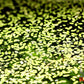 Duckweed (Lemna minor) - Superior Shrimp & Aquatics
