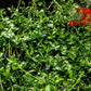 Dwarf Baby Tears (Hemianthus callitrichoides) - Superior Shrimp & Aquatics