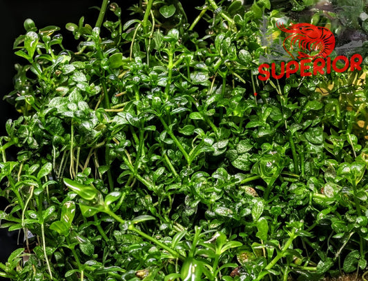 Dwarf Baby Tears (Hemianthus callitrichoides) - Superior Shrimp & Aquatics