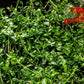Dwarf Baby Tears (Hemianthus callitrichoides) - Superior Shrimp & Aquatics