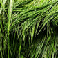 Dwarf Hair Grass (Sagittaria subulata) - Superior Shrimp & Aquatics
