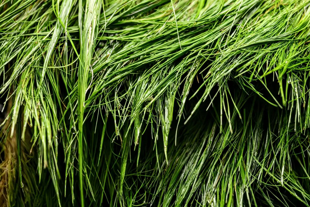 Dwarf Hair Grass (Sagittaria subulata) - Superior Shrimp & Aquatics