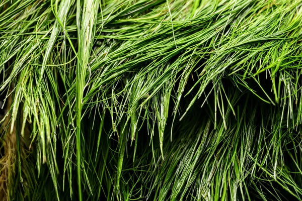 Dwarf Hair Grass (Sagittaria subulata) - Superior Shrimp & Aquatics