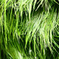 Dwarf Hair Grass (Sagittaria subulata) - Superior Shrimp & Aquatics