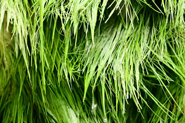 Dwarf Hair Grass (Sagittaria subulata) - Superior Shrimp & Aquatics
