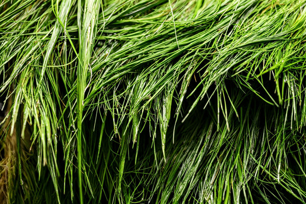 Dwarf Hair Grass (Sagittaria subulata) - Superior Shrimp & Aquatics