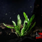 Dwarf Hair Grass (Sagittaria subulata) - Superior Shrimp & Aquatics